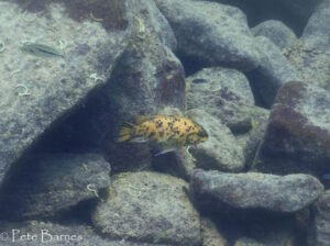 Labeotropheus fuelleborni 'Chinyamwezi Island'